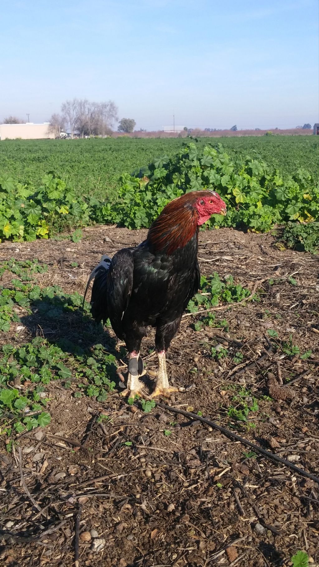 Oriental Gamefowl Farms